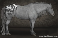 Horse Color:Liver Chestnut Appaloosa 