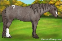 Horse Color:Liver Chestnut Blanket Rabicano 
