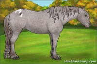 Horse Color:Liver Chestnut Appaloosa 