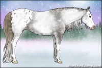 Horse Color:White Spotted Smoky Black Splash Appaloosa 