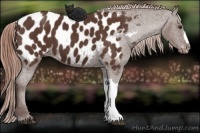Horse Color:Liver Chestnut Blanket 