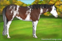 Horse Color:White Spotted Brown Splash 