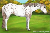 Horse Color:White Spotted Chestnut Appaloosa 