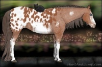Horse Color:White Spotted Bay Frame Appaloosa 