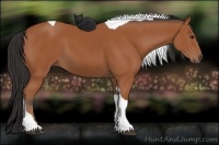 Horse Color:Bay Tobiano 