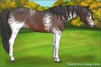 Horse Color:White Spotted Bay Varnish 