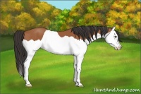 Horse Color:Bay Splash 