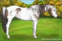 Horse Color:White Spotted Bay Tobiano Varnish 