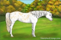Horse Color:Buckskin Splash Blanket 