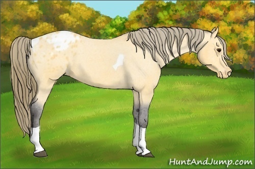 Horse Color:Buckskin Tobiano Appaloosa 