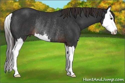 Horse Color:Liver Chestnut Sabino Splash Rabicano 