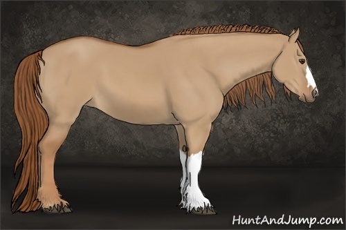Horse Color:Red Dun 