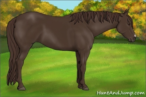 Horse Color: Liver Chestnut 