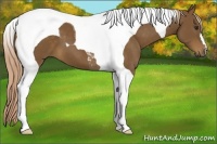 Horse Color:Chocolate Palomino Tobiano 