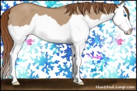 Horse Color:Red Dun Splash 