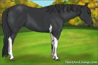 Horse Color:Black Tobiano