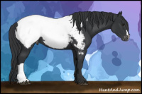 Horse Color:Brown Appaloosa 