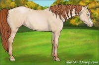 Horse Color:Buckskin Pearl Dun