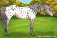 Horse Color:Bay Appaloosa 