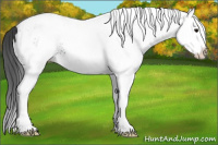Horse Color:White Spotted Black Splash Appaloosa 