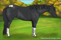 Horse Color:Black Tobiano 