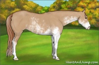 Horse Color:Red Dun Sabino 