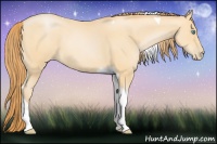 Horse Color:Buckskin Pearl Tobiano