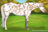 Horse Color:Silver Brown Dun Appaloosa Rabicano 
