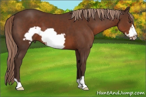 Horse Color: Liver Chestnut Frame 