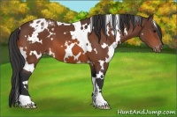 Horse Color:White Spotted Bay Appaloosa 