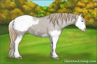 Horse Color:Smoky Grullo Roan Splash Appaloosa 