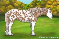 Horse Color:Chestnut Splash Appaloosa 