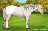 Horse Color:Red Dun Roan Snowcap 