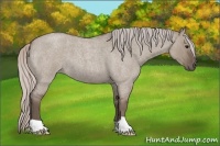 Horse Color:Silver Grullo Roan 