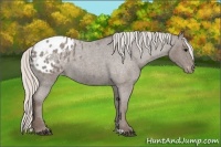 Horse Color:Silver Blue Roan Appaloosa 