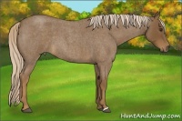Horse Color:Chocolate Palomino Roan 