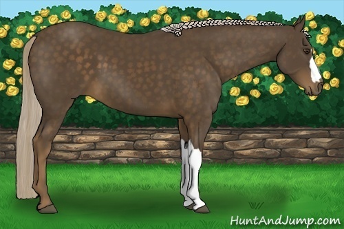 Horse Color:Chocolate Palomino 