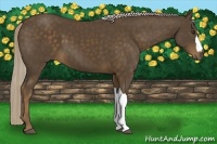 Horse Color:Chocolate Palomino 