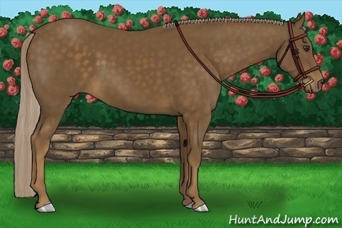 Horse Color: Chocolate Palomino 