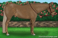 Horse Color:Chocolate Palomino 