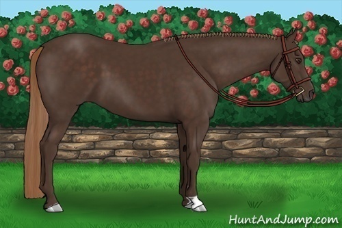 Horse Color: Liver Chestnut 