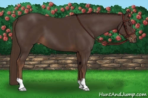 Horse Color: Liver Chestnut 