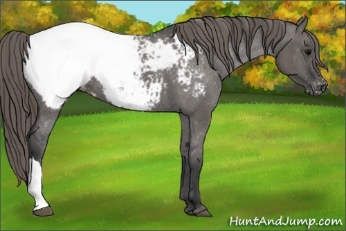 Horse Color:Grullo Appaloosa Rabicano
