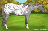 Horse Color:Smoky Blue Roan Appaloosa 