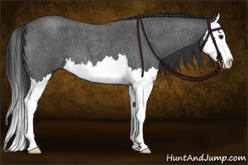 Horse Color: Blue Roan Splash 