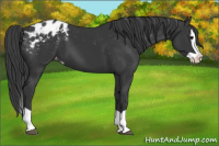 Horse Color:Black Splash Appaloosa 