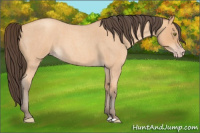 Horse Color:Amber Champagne Roan 