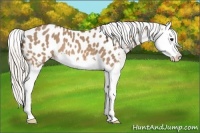 Horse Color:Silver Brown Dun Splash Appaloosa 