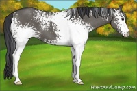 Horse Color:White Spotted Grullo 