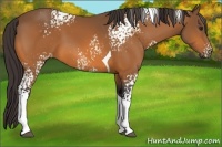 Horse Color:White Spotted Buckskin Tobiano 